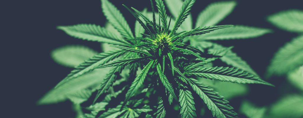 CBD Plants