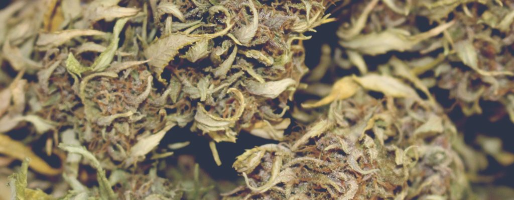 CBD Plants