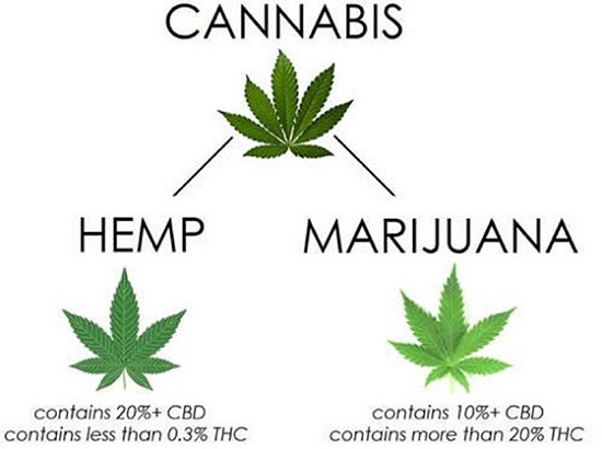 Industrial Hemp Extract Manufacturing vs Marijuana